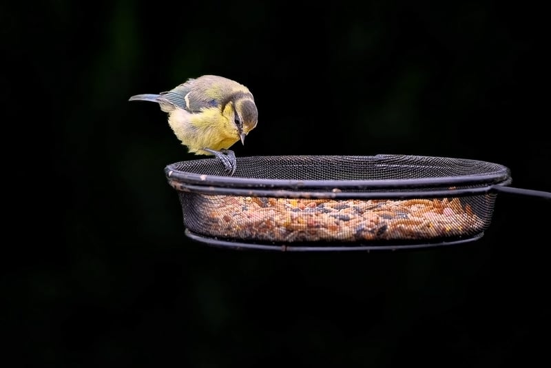 Bird Watching