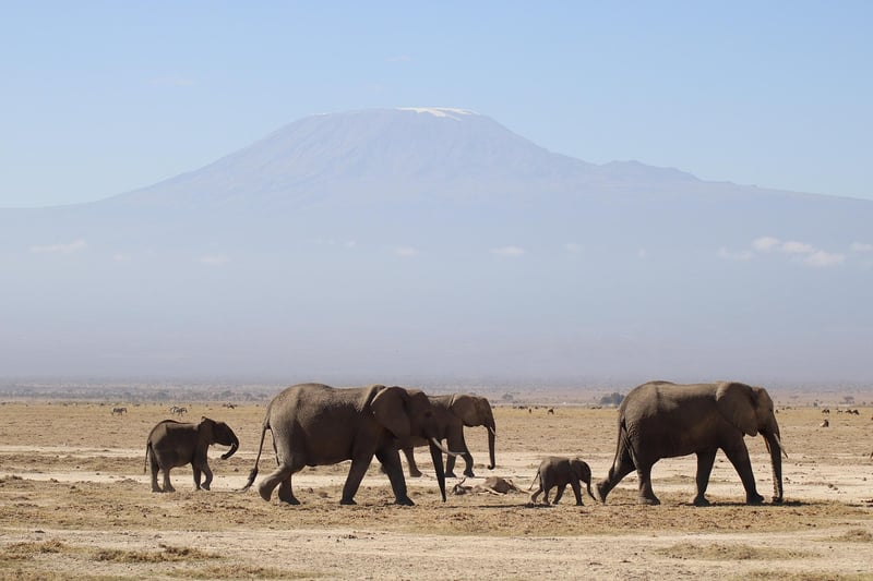 Walking Safari